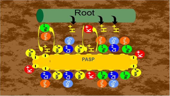 聚天冬氨酸作用原理圖片