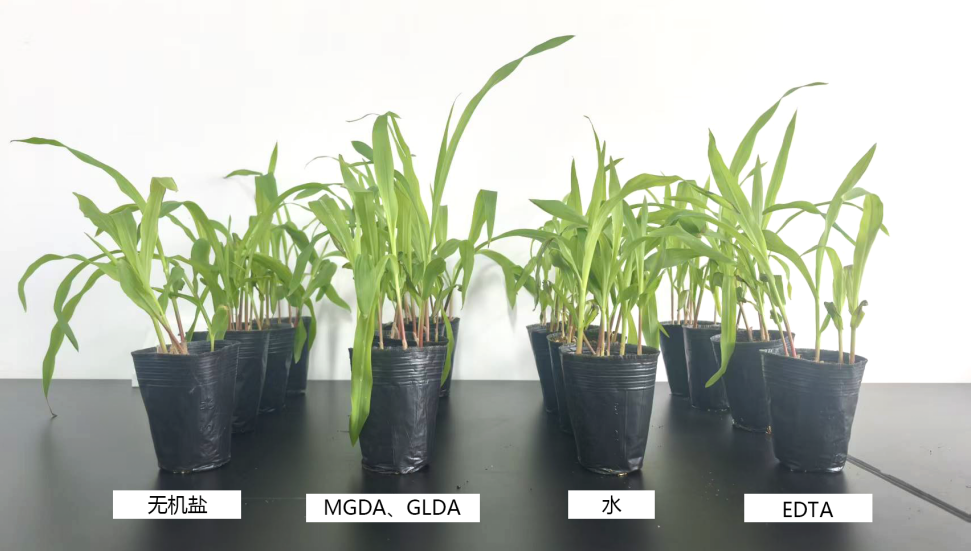 遠(yuǎn)聯(lián)化工glda和mgda 對(duì)于植物長(zhǎng)勢(shì)與其他產(chǎn)品對(duì)比